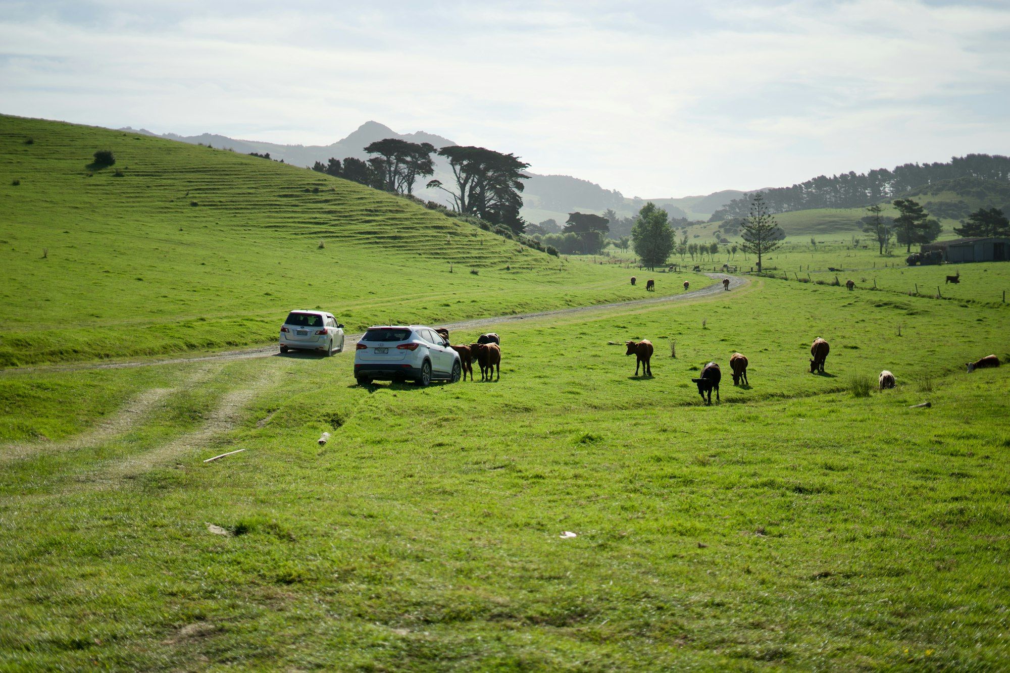Herd of cattle walking across green pasture at Whangārei Heads